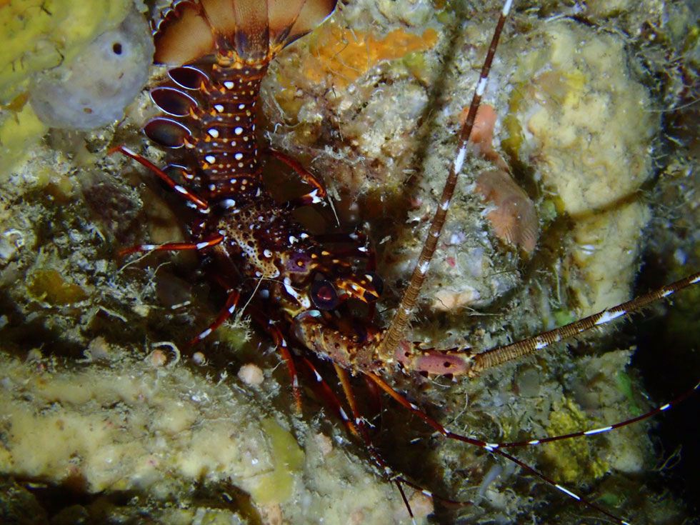 海況もバッチリで目白押しの３ダイブ ダイビングはカラカラ宮古島