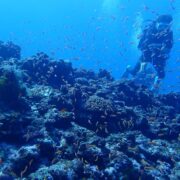 カラカラ先生 伊良部島