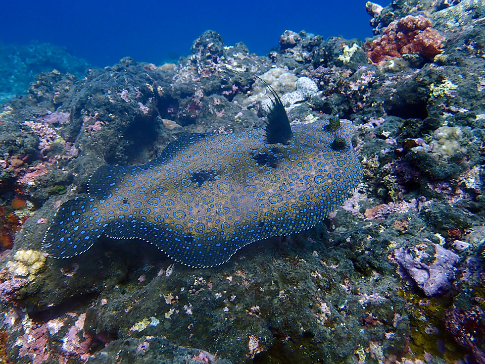 海の中が春めいてきました！｜ダイビングはカラカラ宮古島