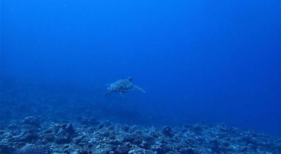 カラカラ先生伊良部島