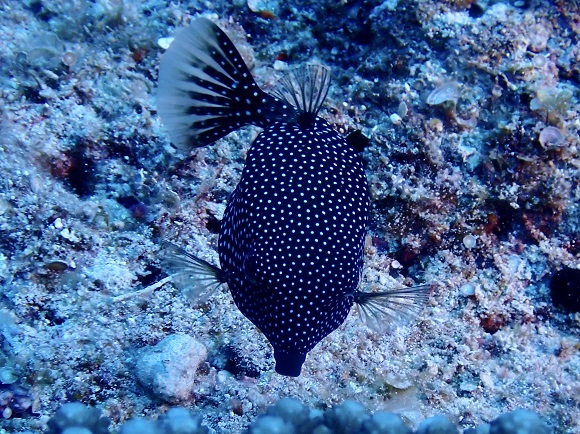 カラカラ先生　伊良部島