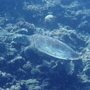 カラカラ先生のダイビングスクール　宮古島