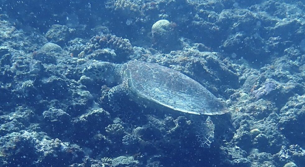 カラカラ先生のダイビングスクール　宮古島