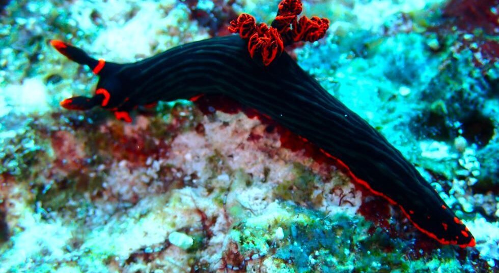 カラカラ先生のダイビングスクールです