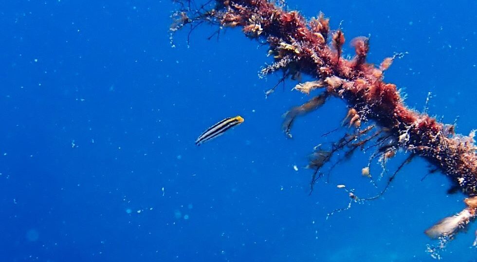 カラカラ先生のダイビングスクールです