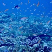 カラカラ先生のダイビングスクール　宮古島