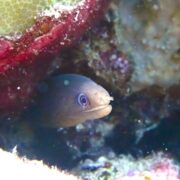 カラカラ先生のダイビングスクール　宮古島