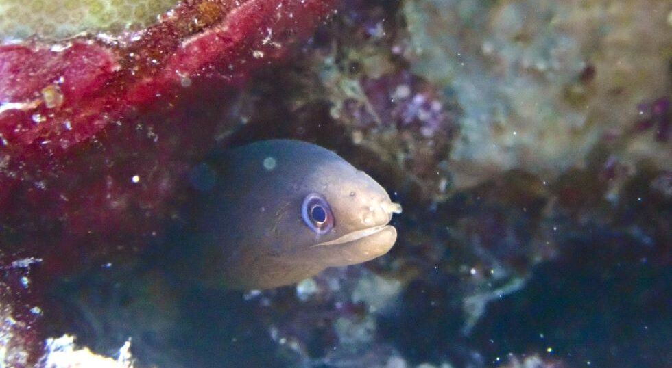 カラカラ先生のダイビングスクール　宮古島