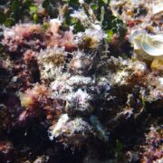 カラカラ先生のダイビングスクール　宮古島