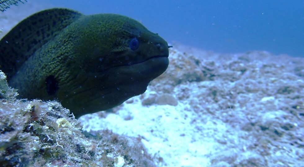 カラカラ先生のダイビングスクール　宮古島