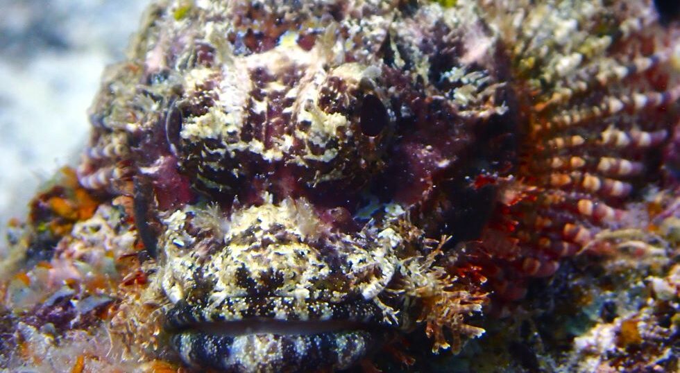 カラカラ先生のダイビングスクール　宮古島