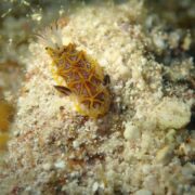 カラカラ先生のダイビングスクール　伊良部島