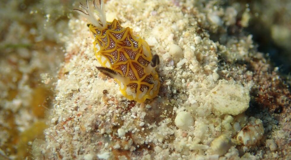 カラカラ先生のダイビングスクール　伊良部島