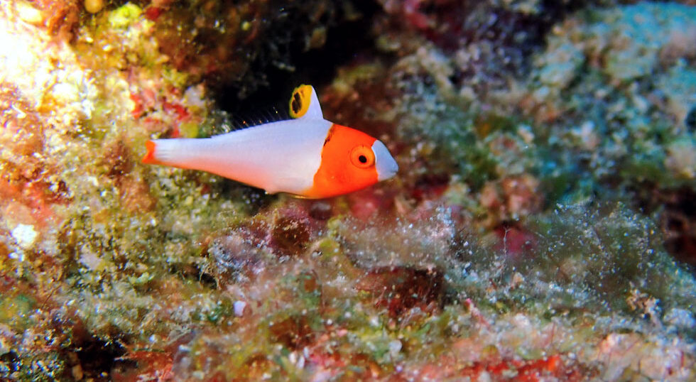 カラカラ先生ダイビング　幼魚　地形