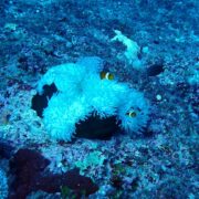 カラカラ先生のダイビングスクール下地島