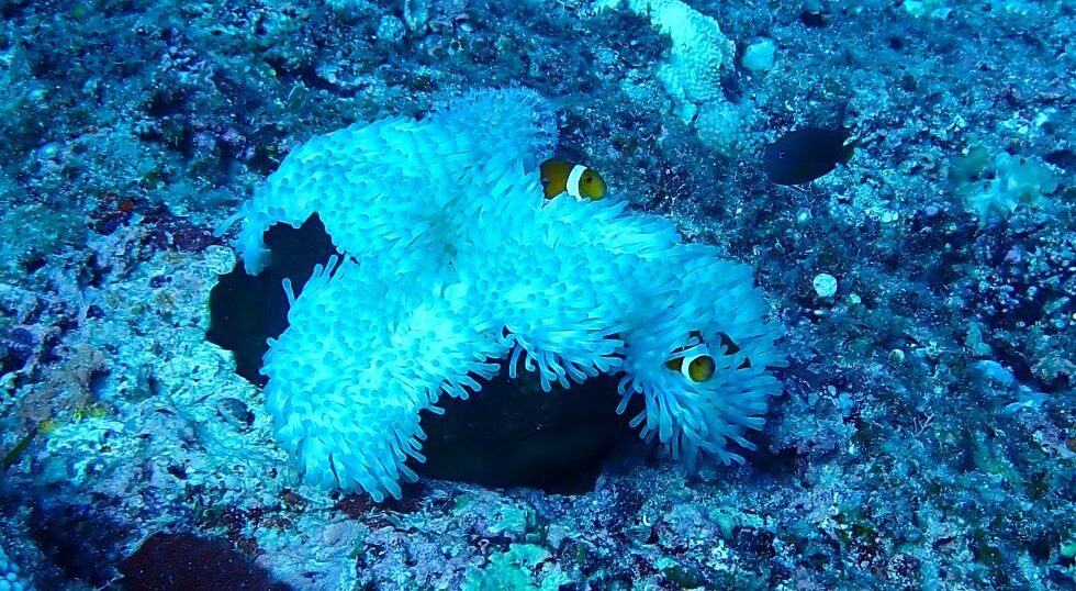 カラカラ先生のダイビングスクール下地島