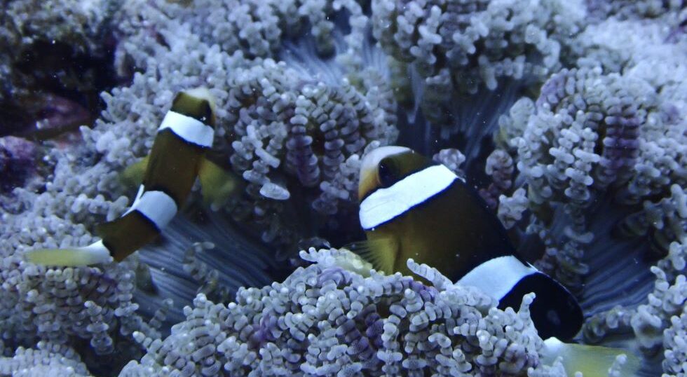 カラカラ先生のダイビングスクール　伊良部島