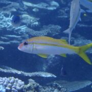 カラカラ先生のダイビングスクール　伊良部島