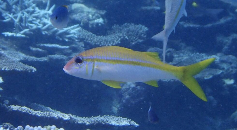 カラカラ先生のダイビングスクール　伊良部島