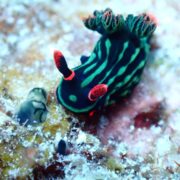 カラカラ先生のダイビングスクール　下地島