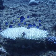 カラカラ先生のダイビングスクール　下地島