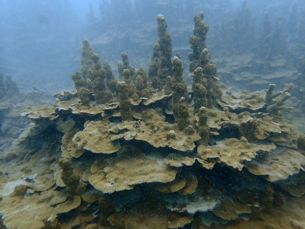 パラオハマサンゴの群生！｜ダイビングはカラカラ宮古島 