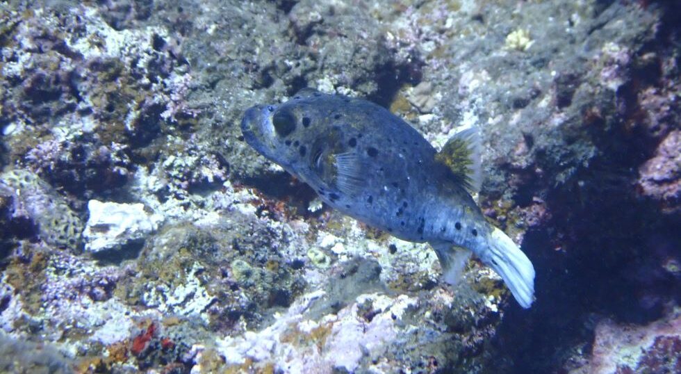 カラカラ先生のダイビングスクール　狩俣