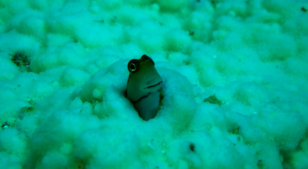 カラカラ先生ダイビング　南海岸