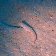 カラカラ先生のダイビングスクール　来間島