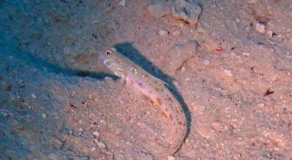 カラカラ先生のダイビングスクール　来間島