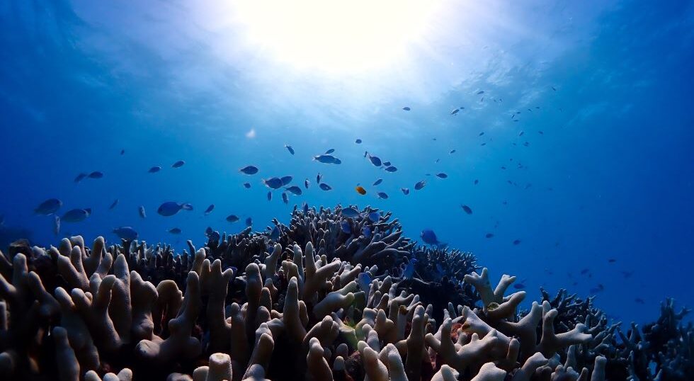 カラカラ先生ダイビング南海岸