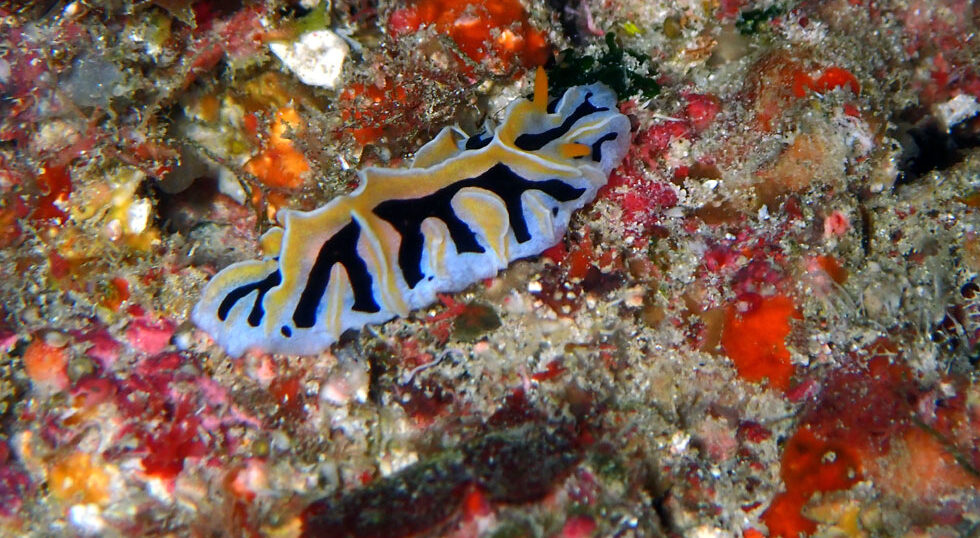 カラカラ先生ダイビング　下島島伊良部