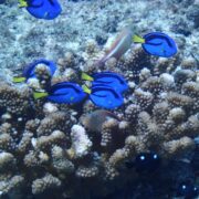 カラカラ先生のダイビングスクール　下地島エリア