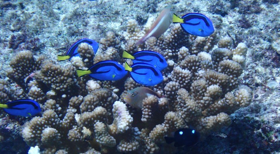 カラカラ先生のダイビングスクール　下地島エリア