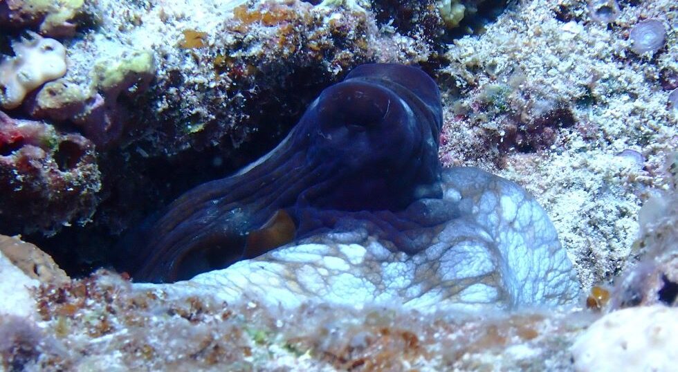 カラカラ先生のダイビングスクール　下地島エリア