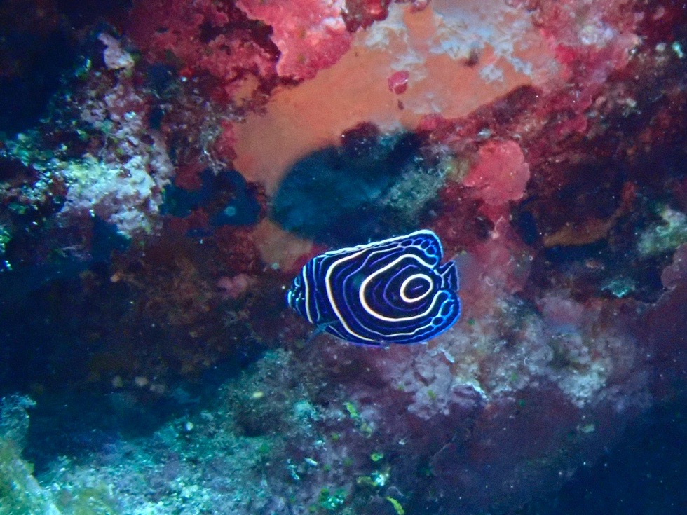 カラカラ先生伊良部島