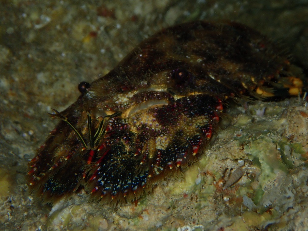 カラカラ先生伊良部島