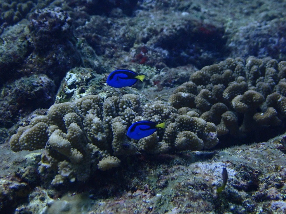 カラカラ先生　伊良部島