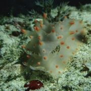 カラカラ先生のダイビングスクール　下地島エリア