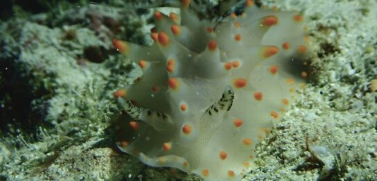 カラカラ先生のダイビングスクール　下地島エリア