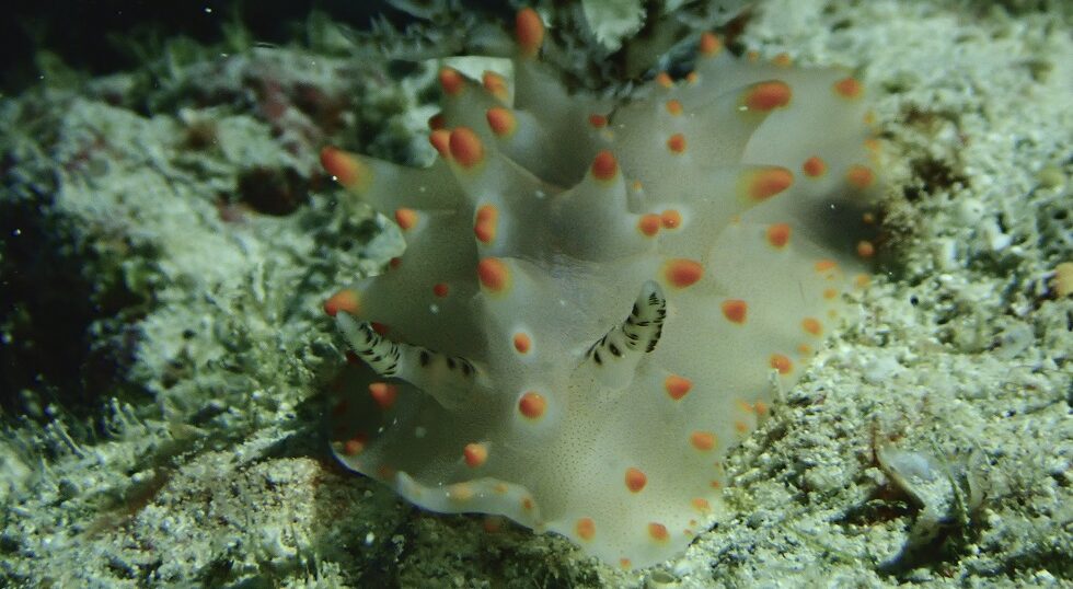 カラカラ先生のダイビングスクール　下地島エリア