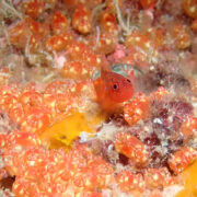 カラカラ先生ダイビング 下地島