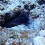 カラカラ先生のダイビングスクール　下地島