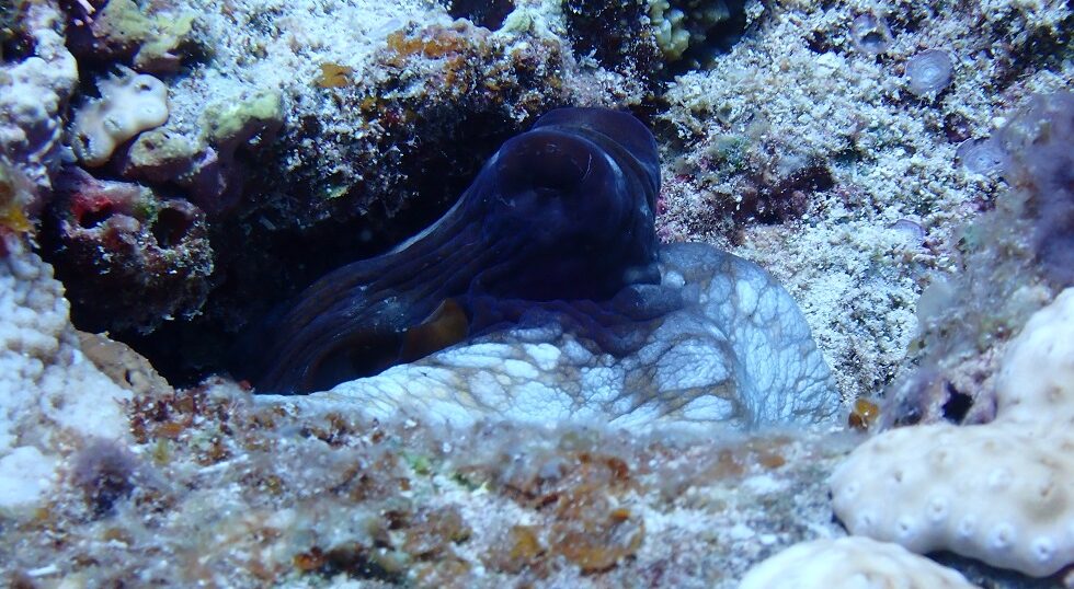 カラカラ先生のダイビングスクール　下地島