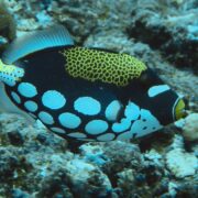 カラカラ先生のダイビングスクール　下地島