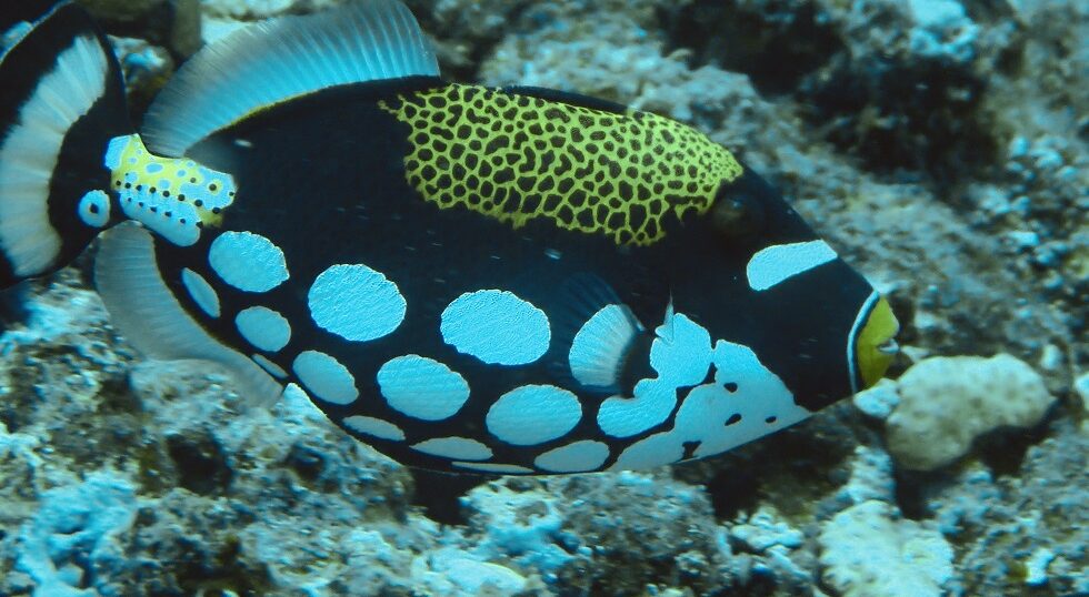 カラカラ先生のダイビングスクール　下地島