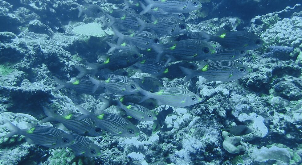 カラカラ先生のダイビングスクール　下地島