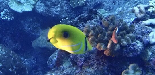 カラカラ先生のダイビングスクール下地島