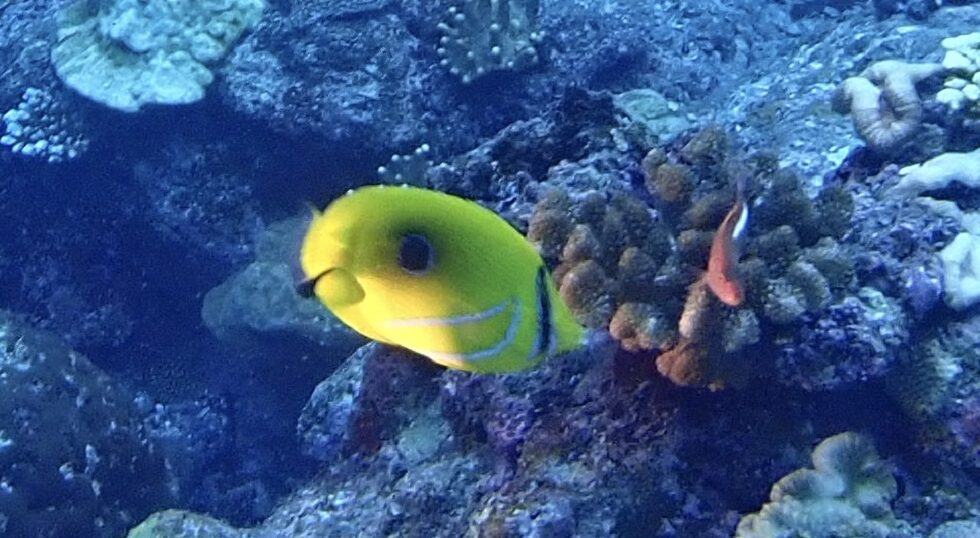 カラカラ先生のダイビングスクール下地島