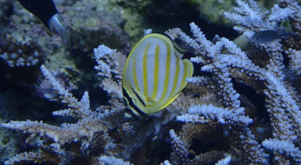 カラカラ先生のダイビングスクール下地島